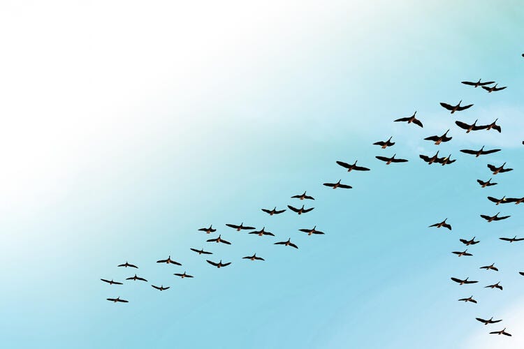 a flock of birds flying in the sky