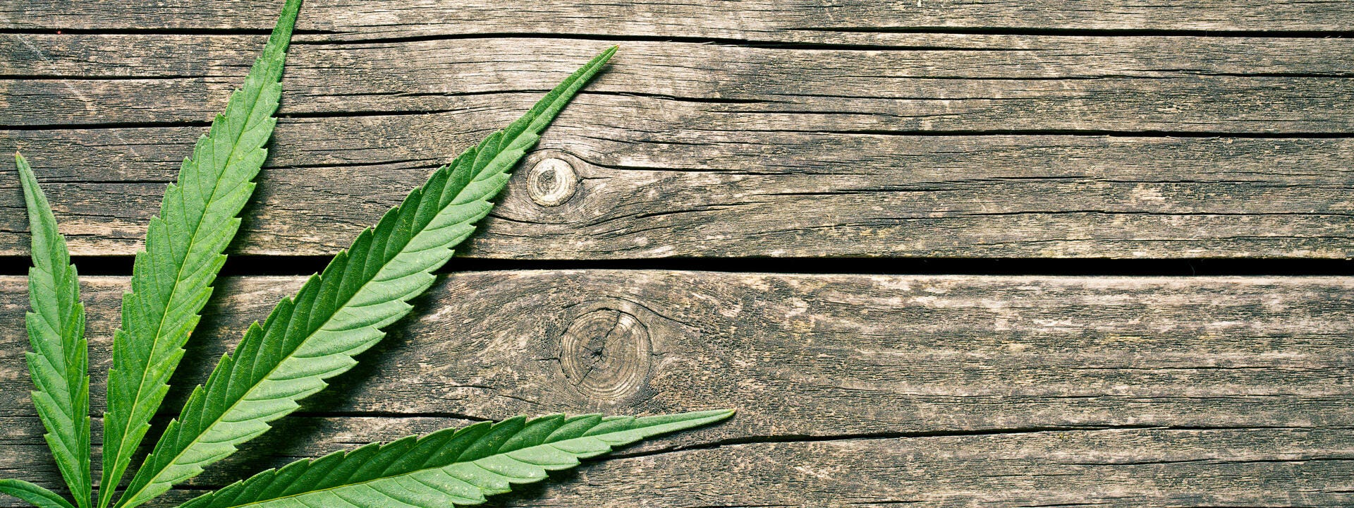 a plant on a wood surface