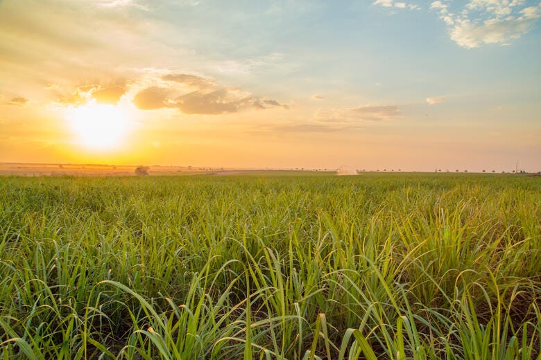 a field of grass with the sun setting in the background