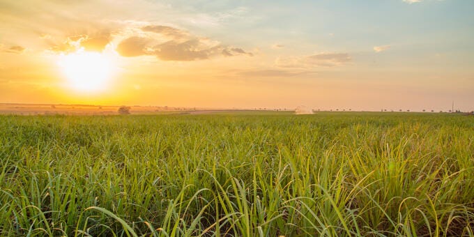 a field of grass with the sun setting in the background